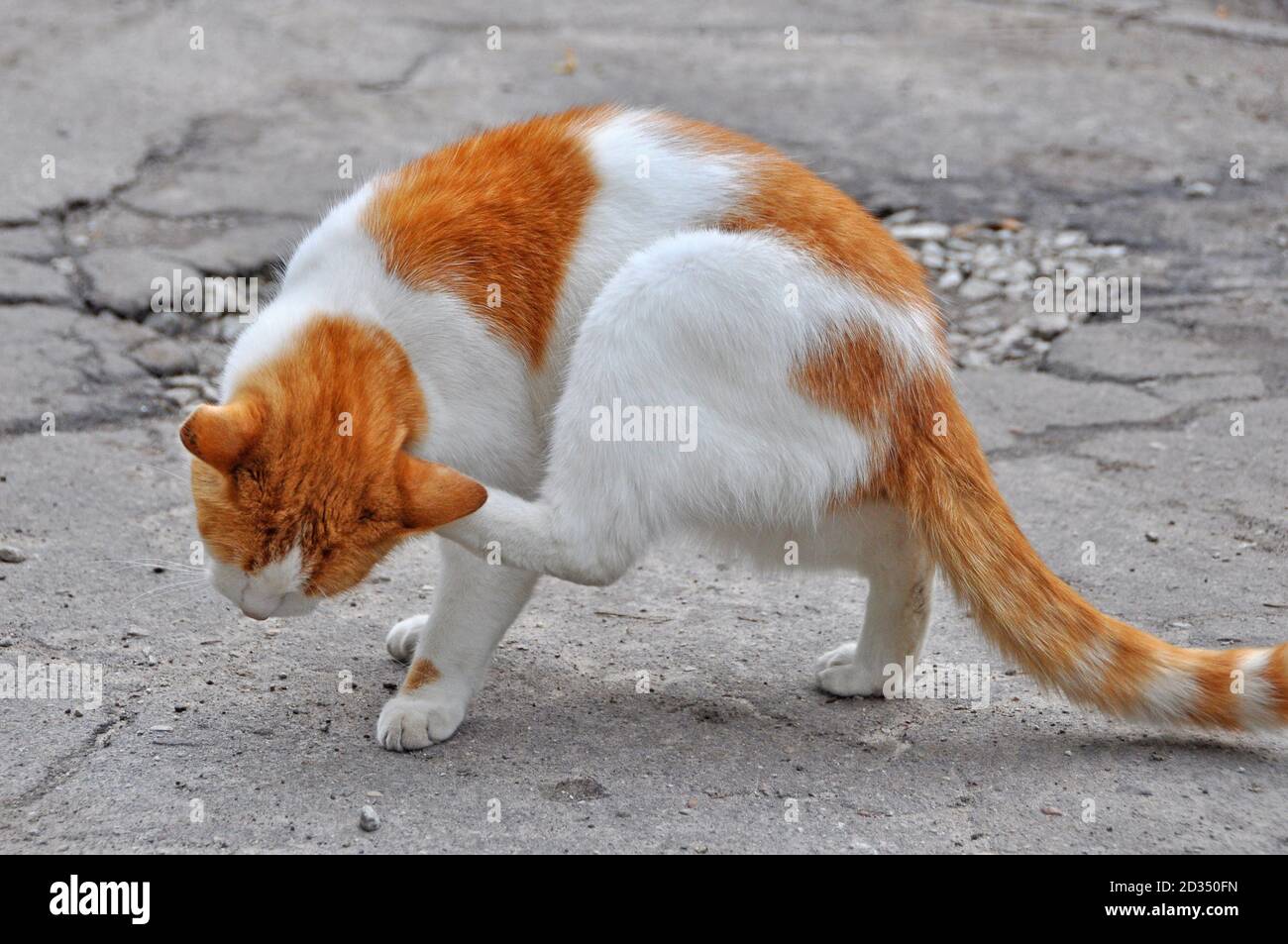 Red cat scratching fleas in yard outdoor Stock Photo Alamy