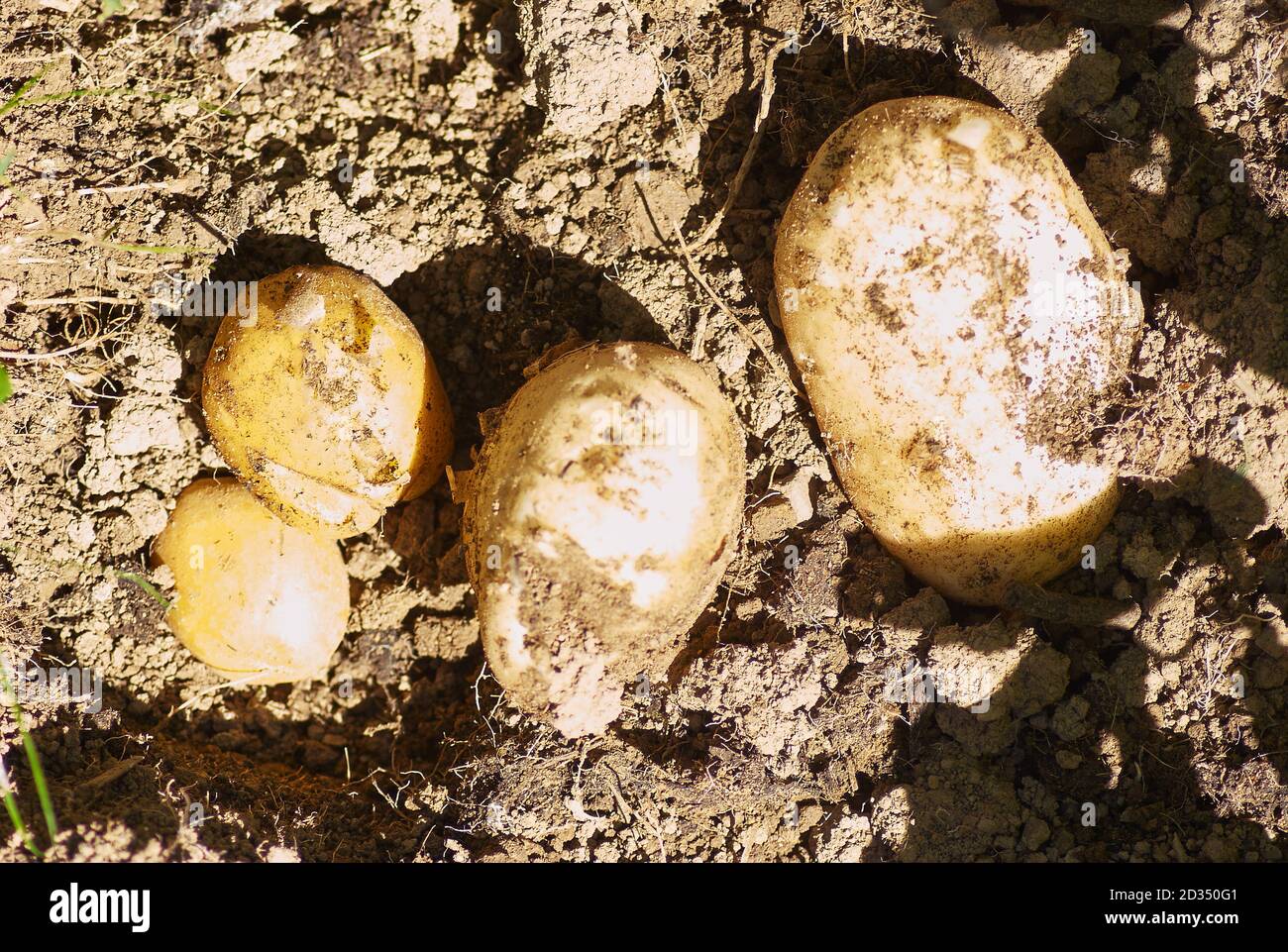 Man Digging Up Potatoes High Resolution Stock Photography and Images ...