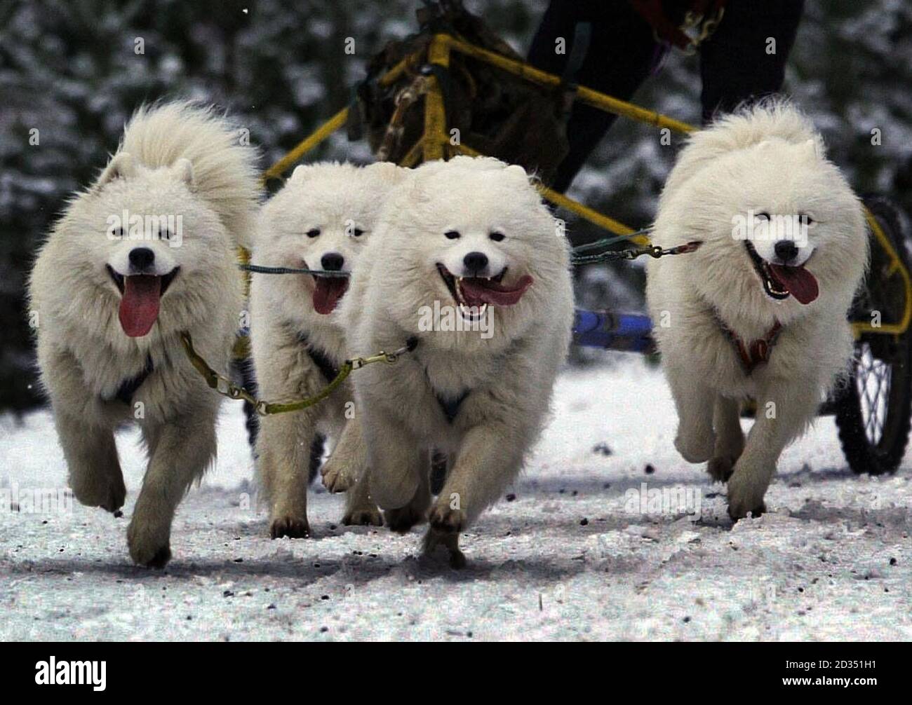 Mushers from throughout the UK gather in the forests around  Aviemore for the biggest event in the British husky calendar - the Arden Grange & Siberian Husky Club of GB Aviemore Sled Dog Rally. Stock Photo
