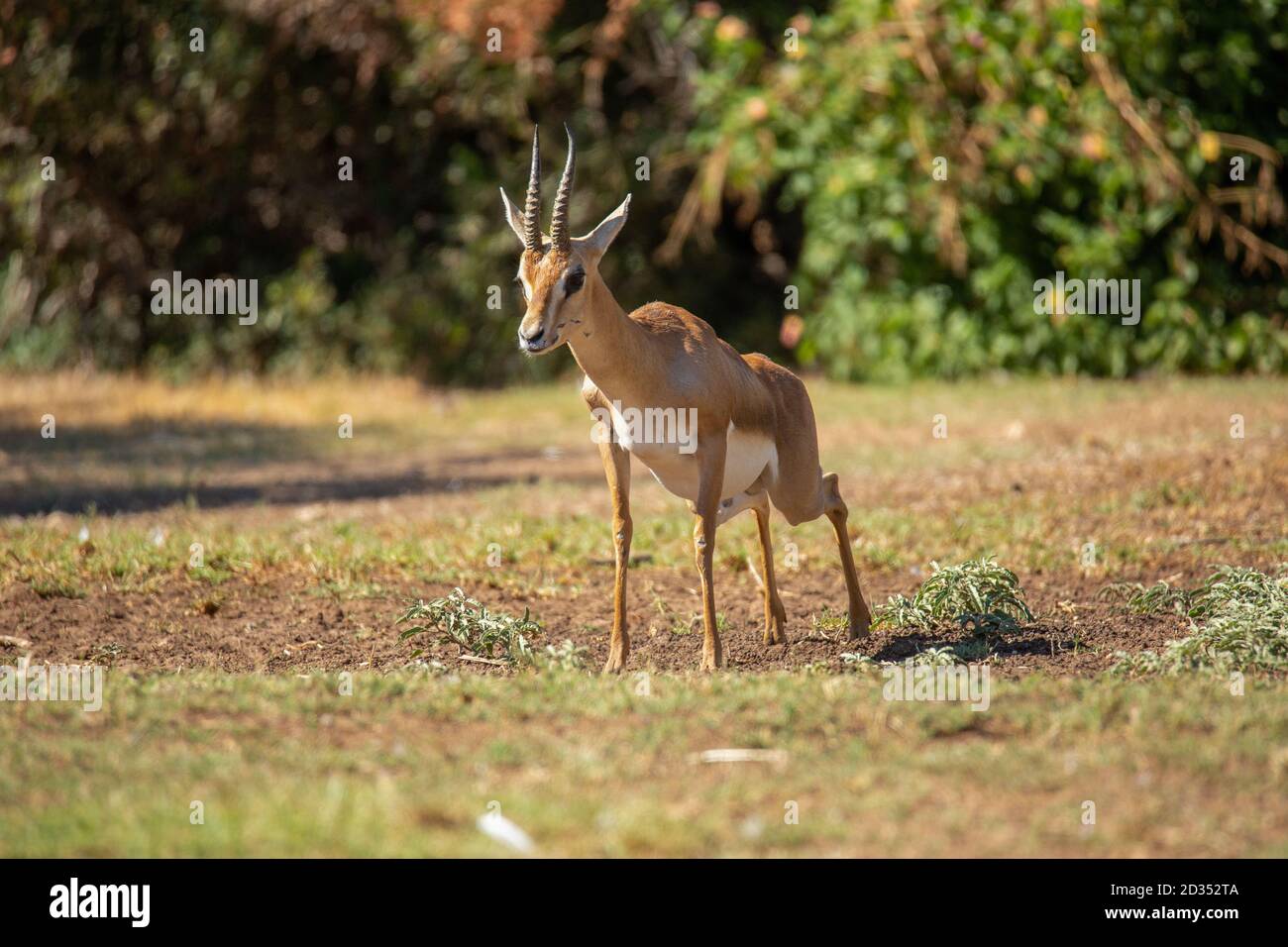 Palestine mountain gazelle hi-res stock photography and images - Alamy