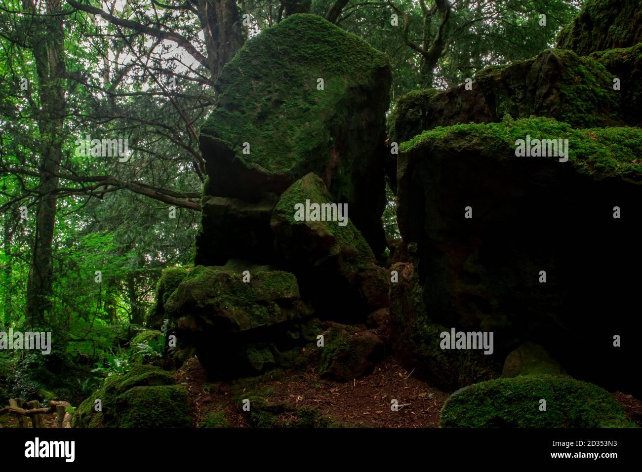 Magic tree enchanted wood england hi-res stock photography and images ...