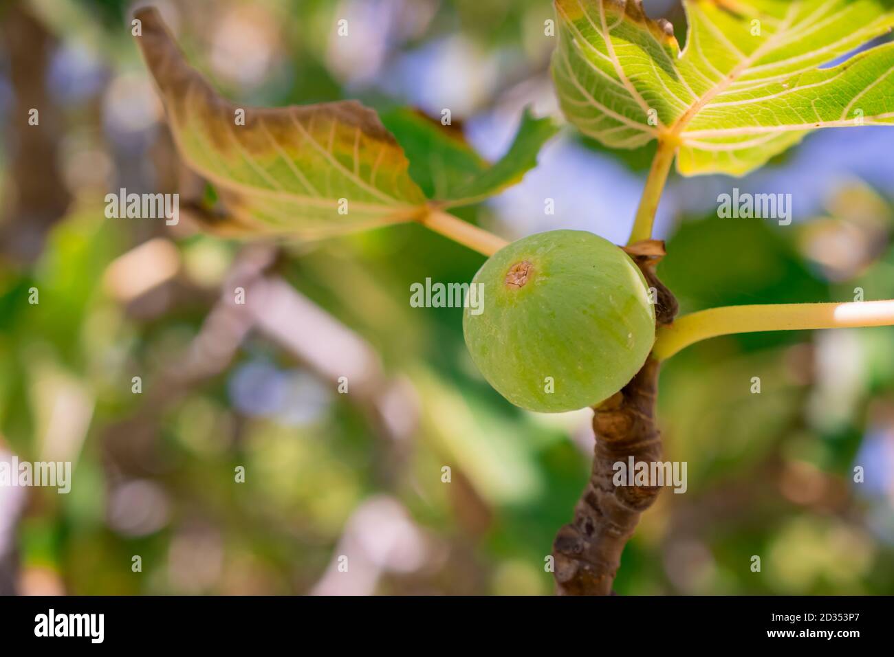 fig tree growing in garden Stock Photo Alamy