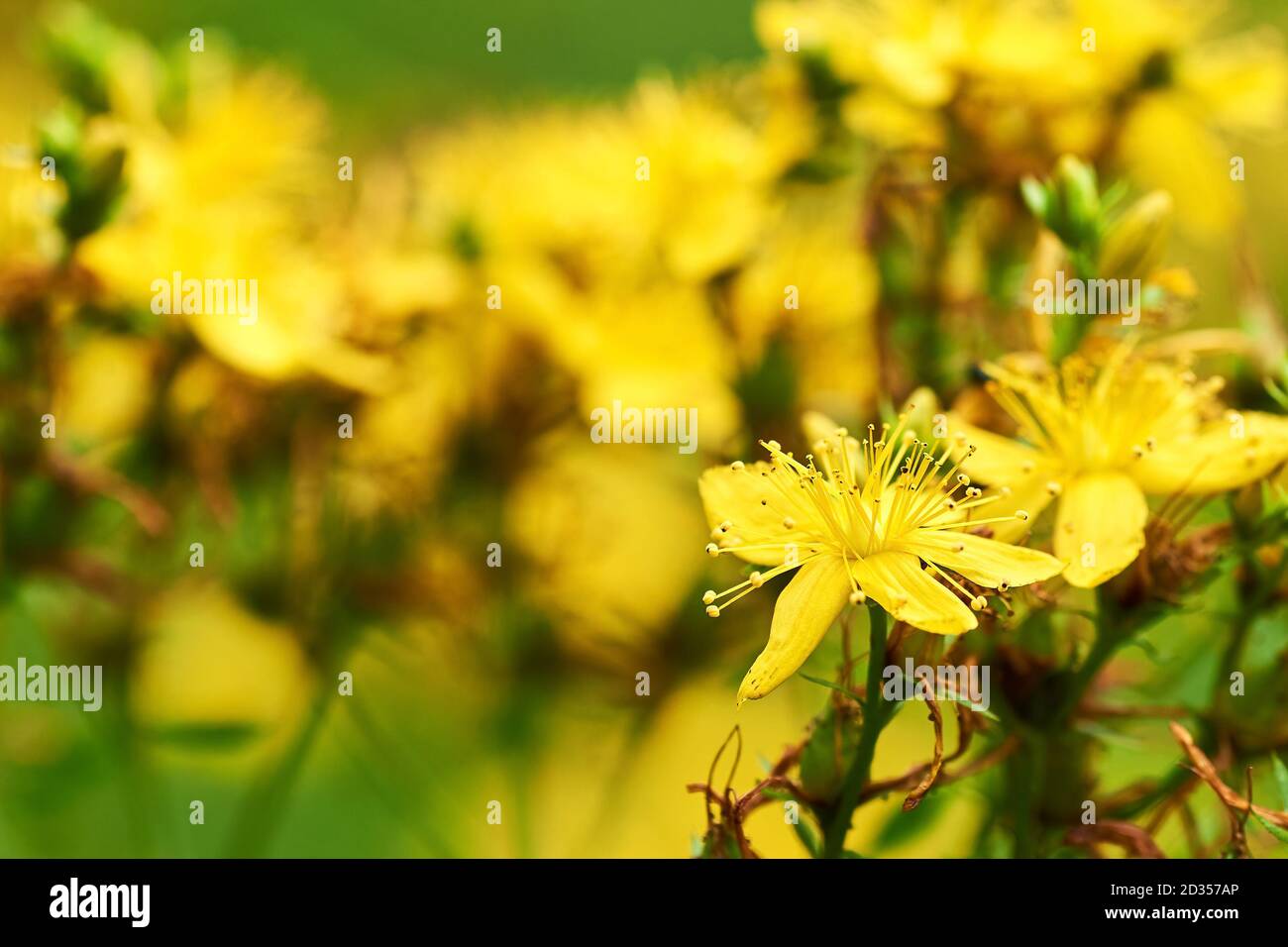 Close-up photo of St. John's wort flower with defocused yellow-green summer meadow background. Stock Photo