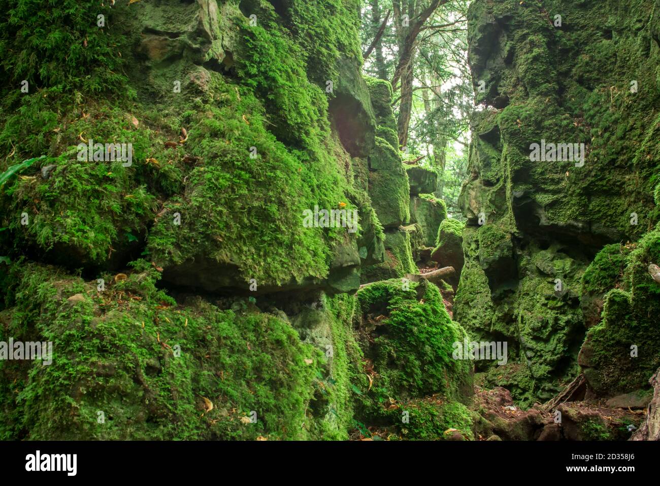 Magic forest in England Stock Photo - Alamy