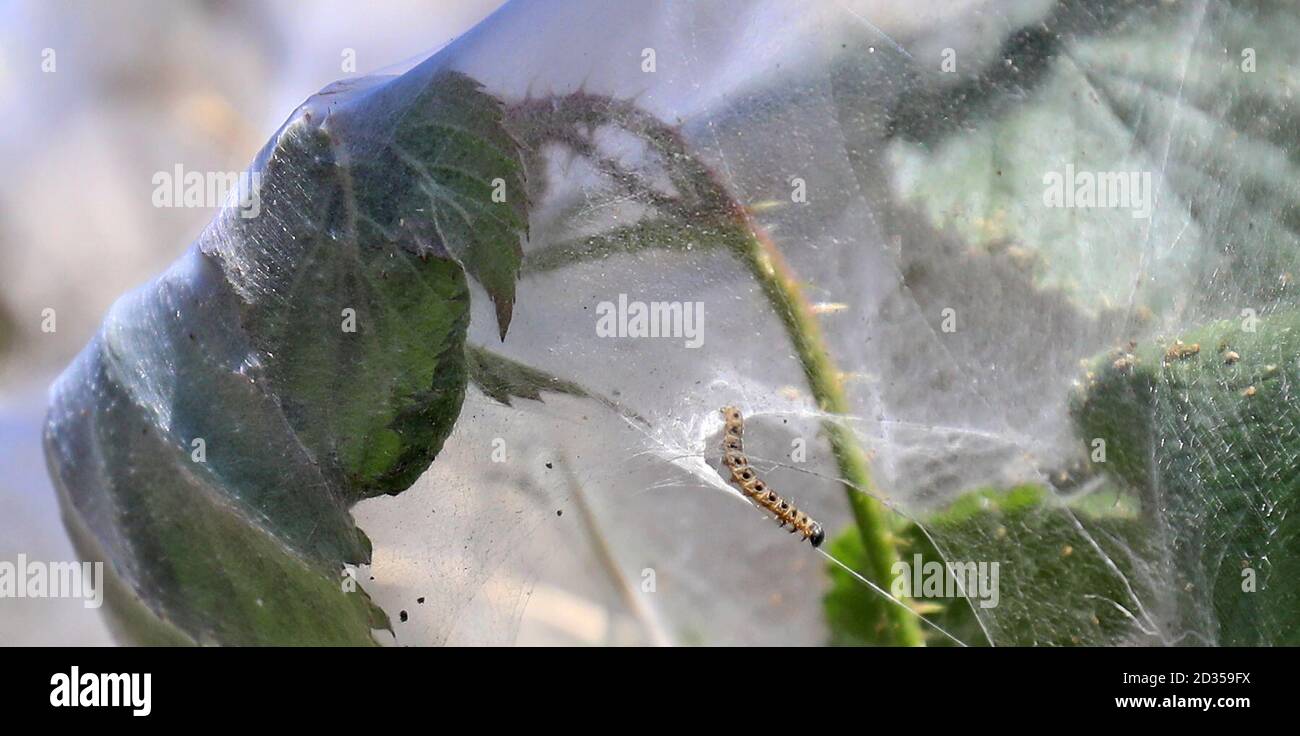 Ermine moth caterpillars shrub hi-res stock photography and images - Alamy