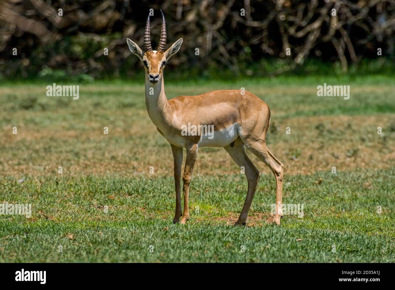 The mountain gazelle or the Palestine mountain gazelle (Gazella ... The mountain gazelle or the Palestine mountain gazelle (Gazella ...