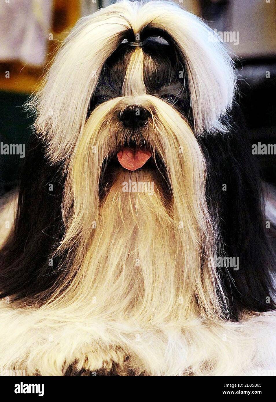 Shih store tzu crufts