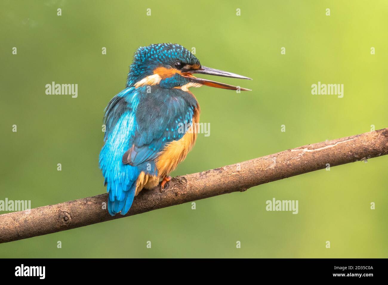 Common European Kingfisher (Alcedo atthis) perched on a stick above the river and hunting for fish. This sparrow-sized bird has the typical short-tail Stock Photo