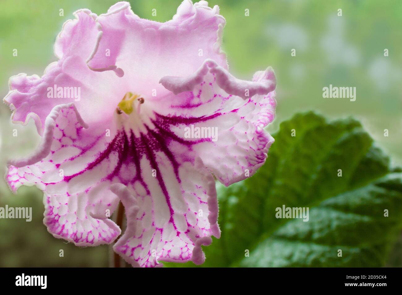 Decorum plant, beautiful Streptocarpus flowers. Sort DS-Lady Stock Photo