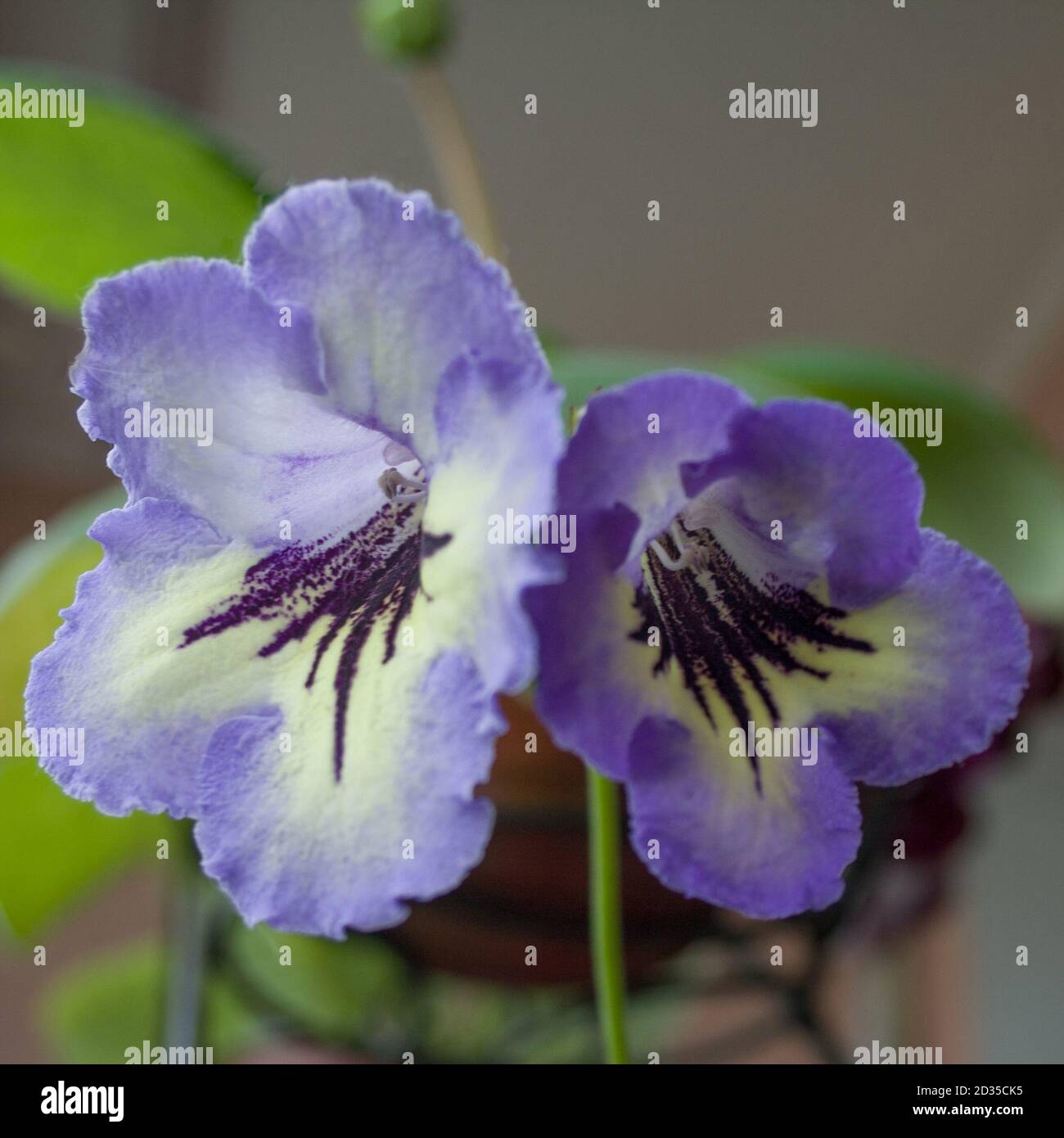Decorum plant, beautiful Streptocarpus flowers. Sort DS-Stribog Stock Photo