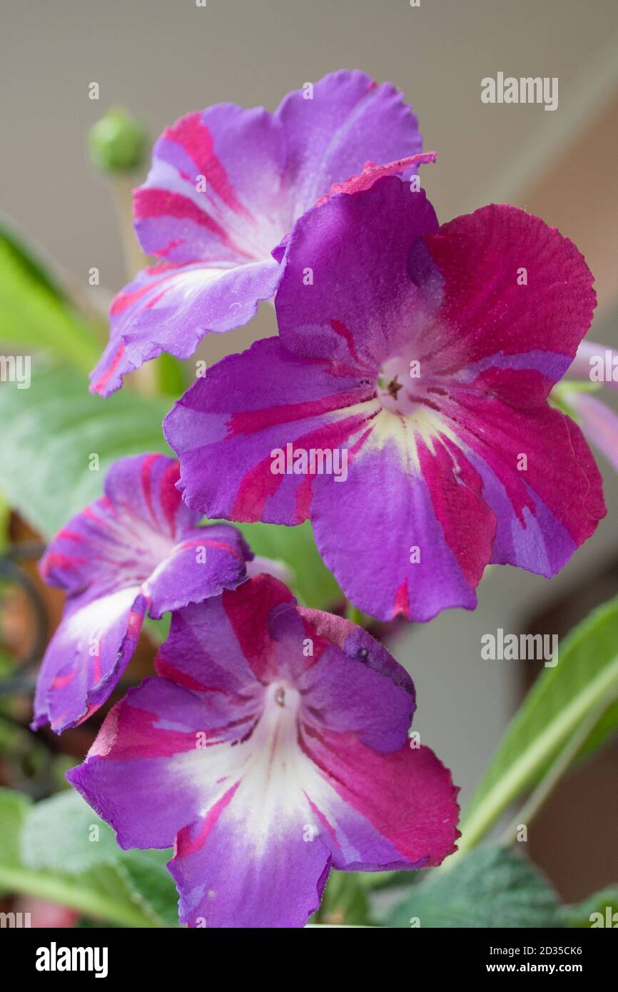 Decorum plant, beautiful Streptocarpus flowers. Sort Spin Art Stock Photo