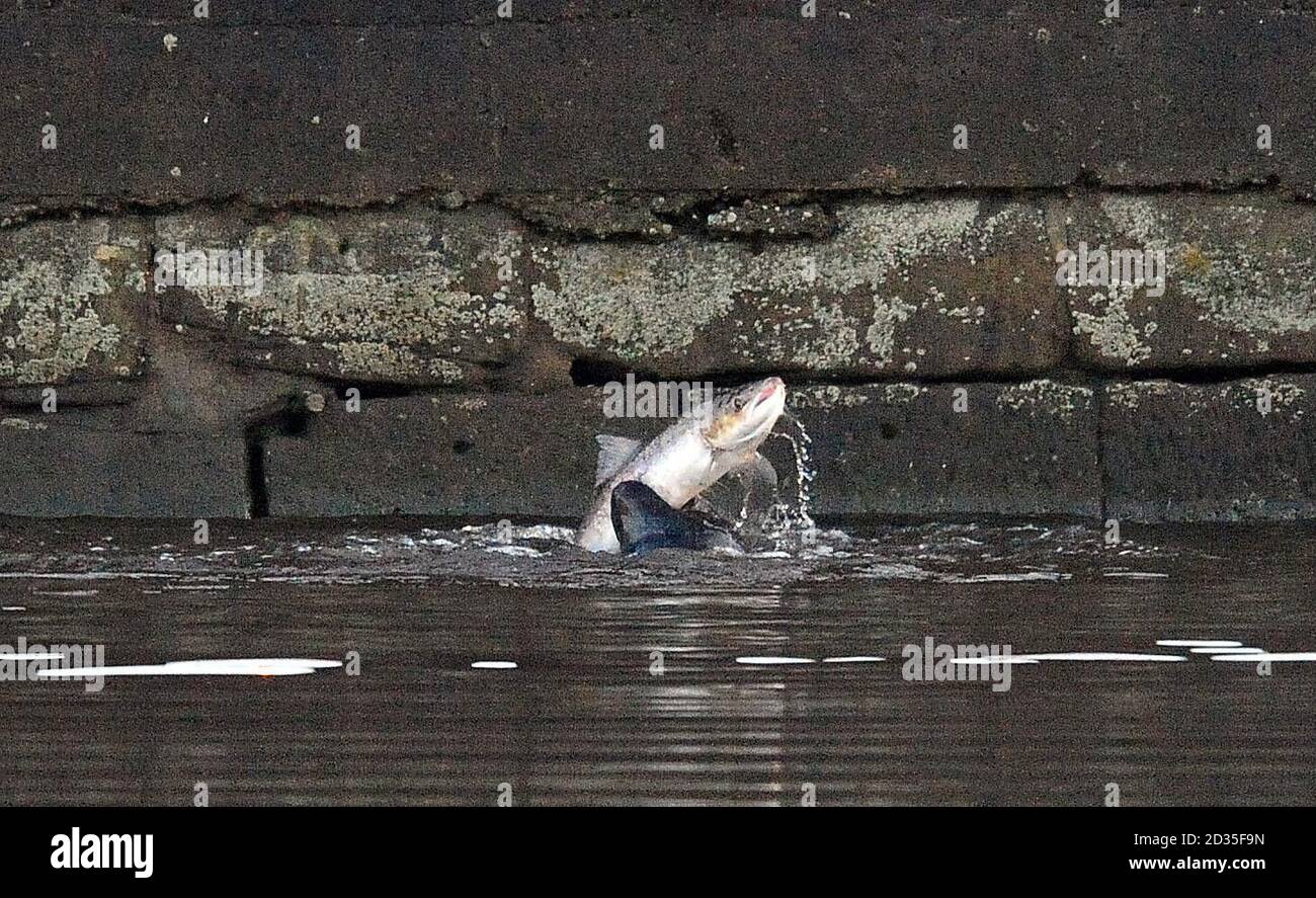 A seal grabs a fish in the River Tyne near the Tyne Bridge, Newcastle. Stock Photo