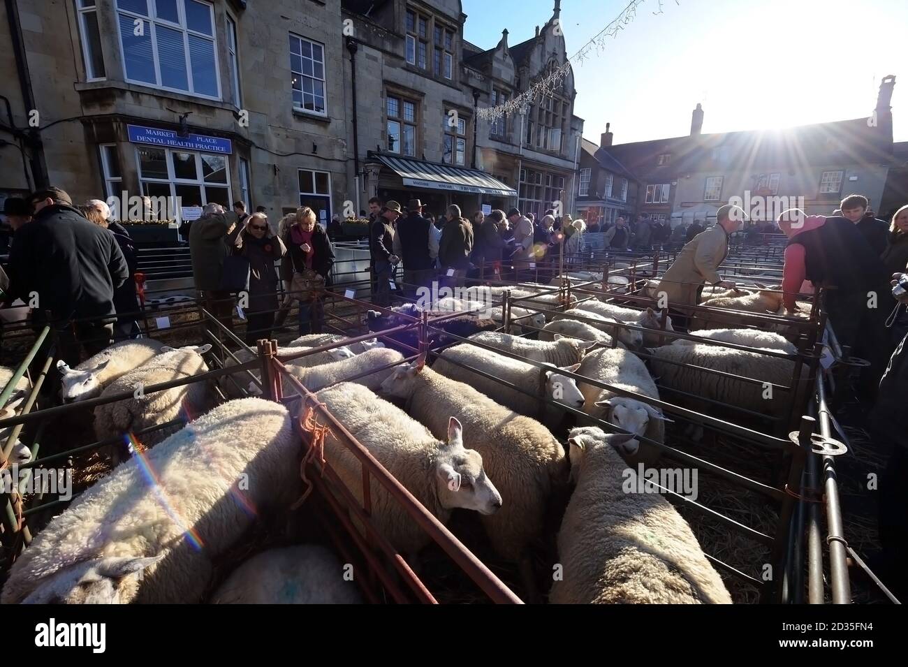 Uppingham ( Rutland ) Fat Stock Show 02.12.15 U.K. Sheep Pigs and cattle market English rural life Stock Photo