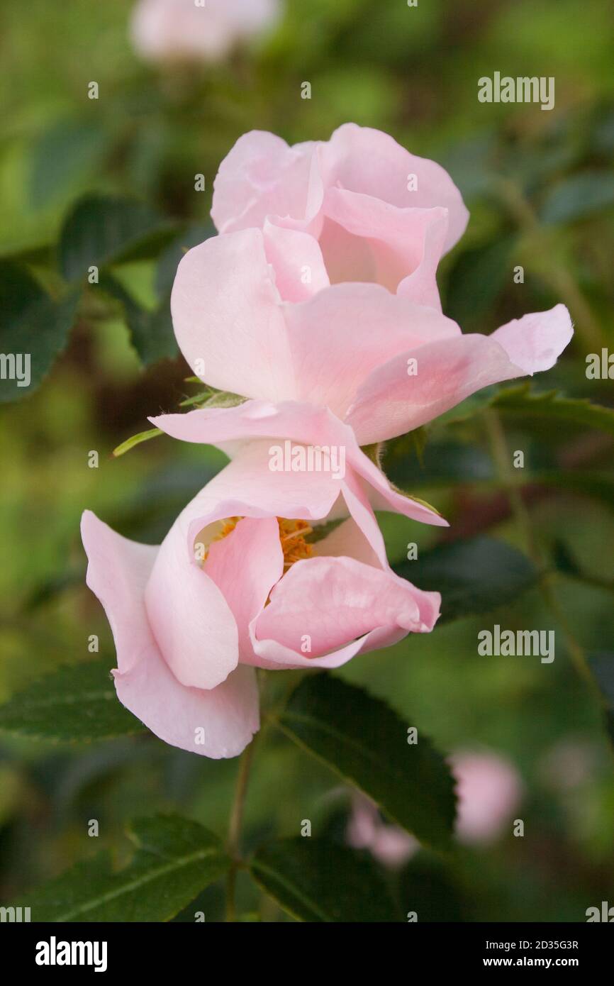 Beautiful pink wildflowers hi-res stock photography and images - Alamy