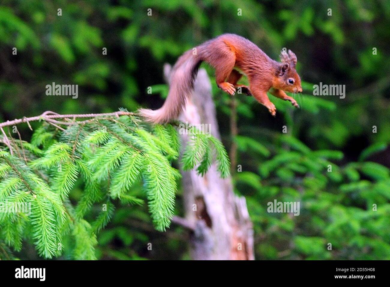 A red squirrel jumps from a branch in Kielder Forest in Northumberland where the red squirrel has made a comeback.  Stock Photo