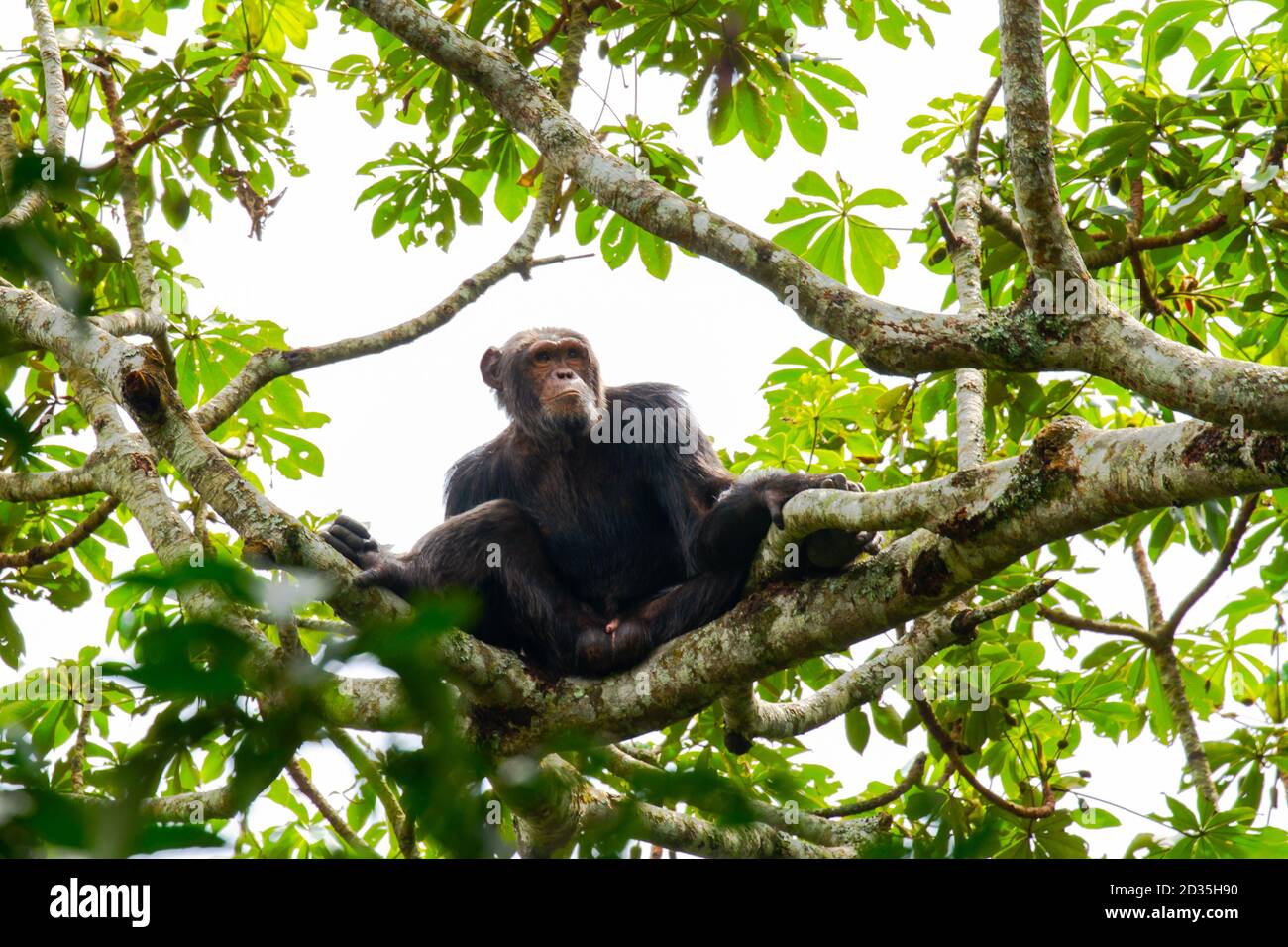 Chimpanzee (Pan troglodytes) Chimpanzee on a high tree, Kibale national park, Uganda Stock Photo