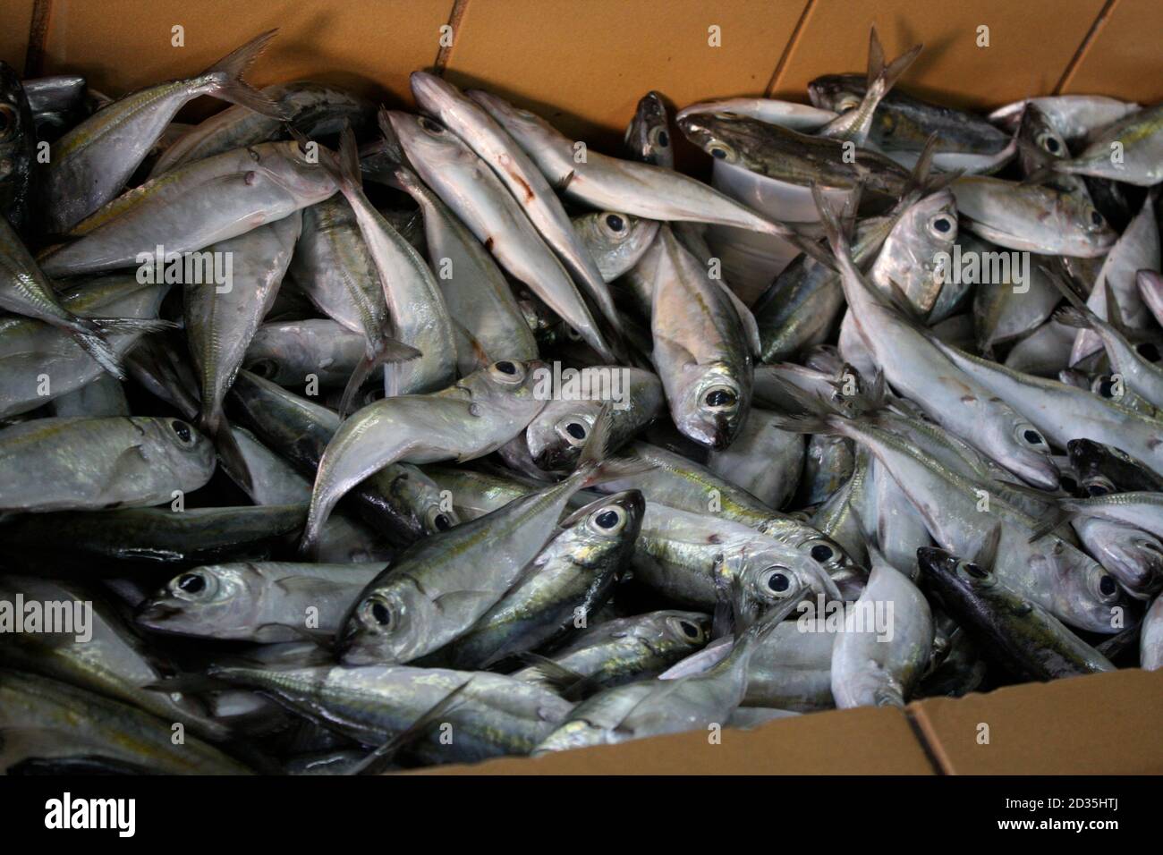 caribbean fish market Stock Photo - Alamy