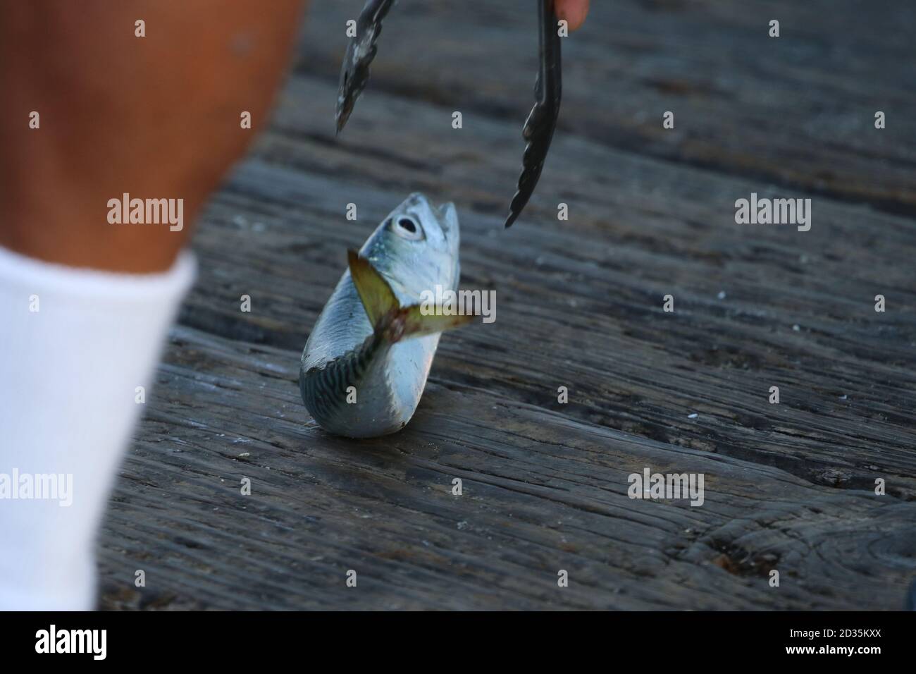 Mackerel catching hires stock photography and images Alamy