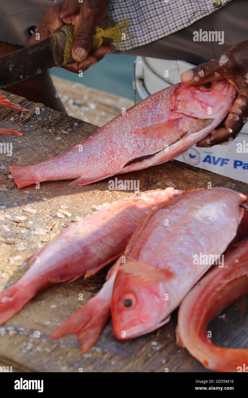Caribbean Fish Market Stock Photo Alamy