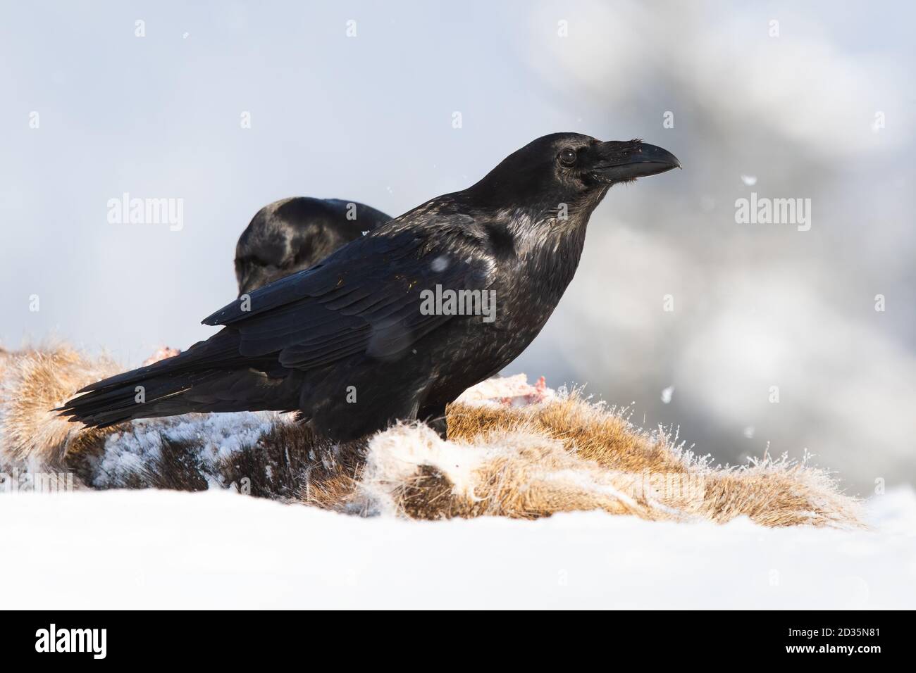 Common raven standing on prey in snow in wintertime. Stock Photo