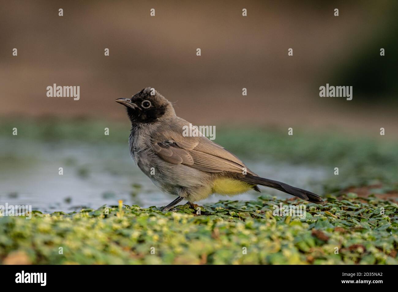 Yellow-vented Bulbul (Pycnonotus xanthopygos) near water on the ground ...