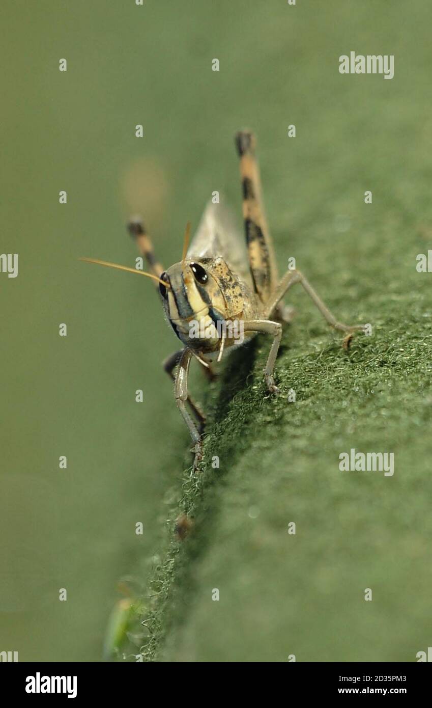 Madal Insect Large insects are seen on the lawn, in the lawn bowls women's triple ...