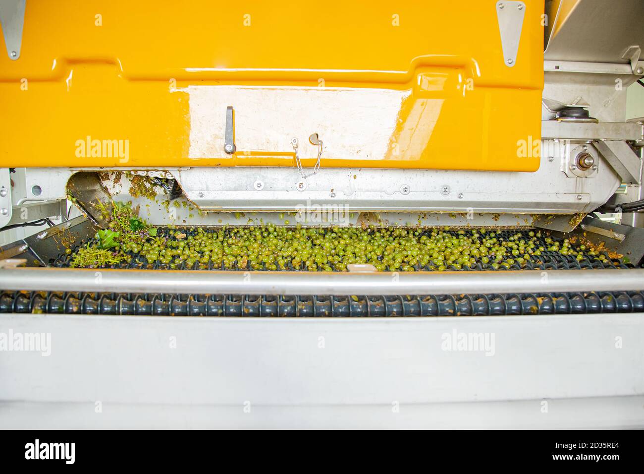 Process Of Crushing The Grapes In Winemaking. Grape processing Stock