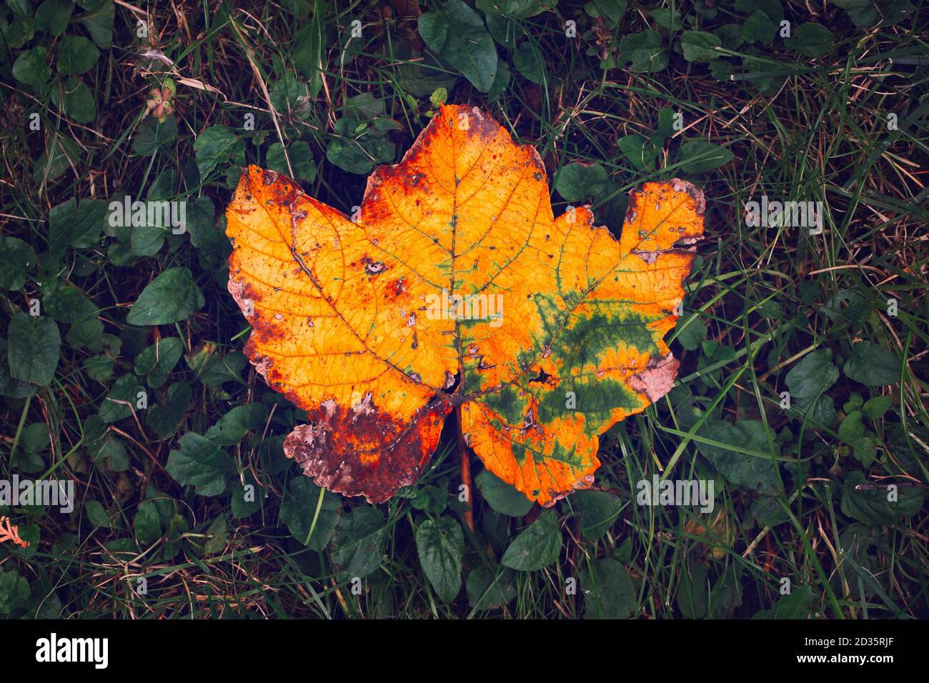 Rusty fallen maple leaf in grass concept at autumn Stock Photo