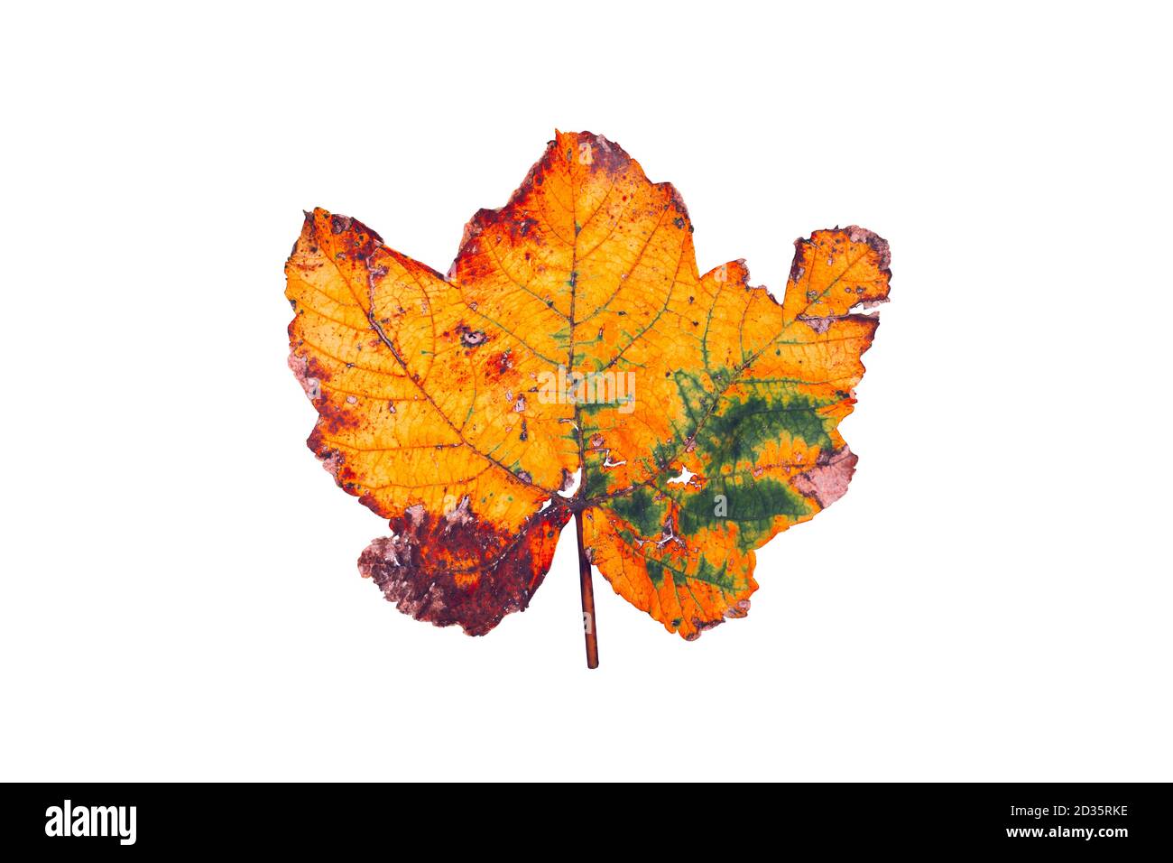 Rusty fallen maple leaf isolated on white, concept at autumn Stock Photo