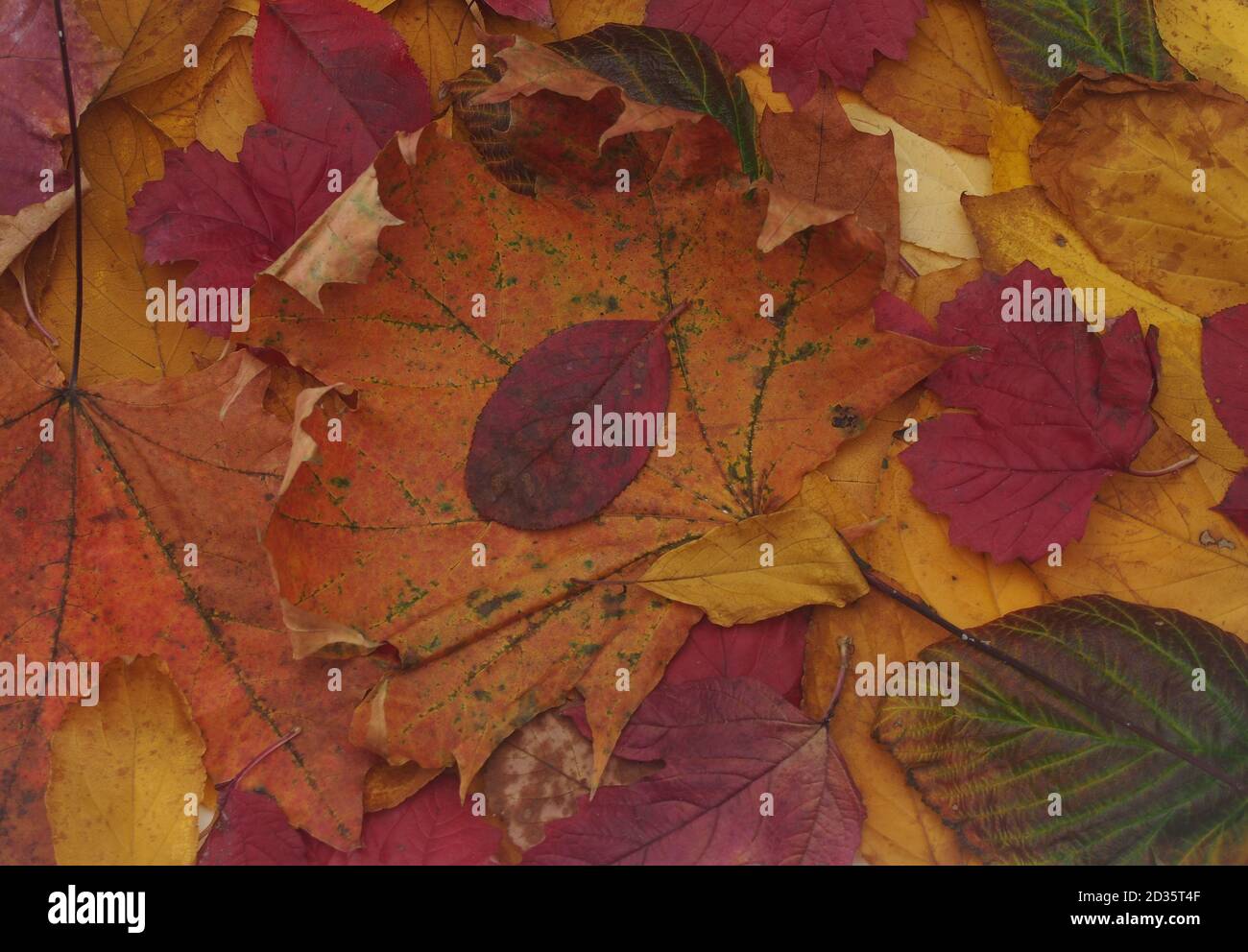 Fallen colorful autumn leaves lie on the ground. Close up Stock Photo ...