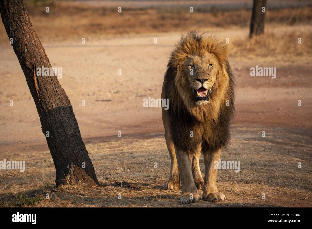 South africa lion tour hi-res stock photography and images - Alamy