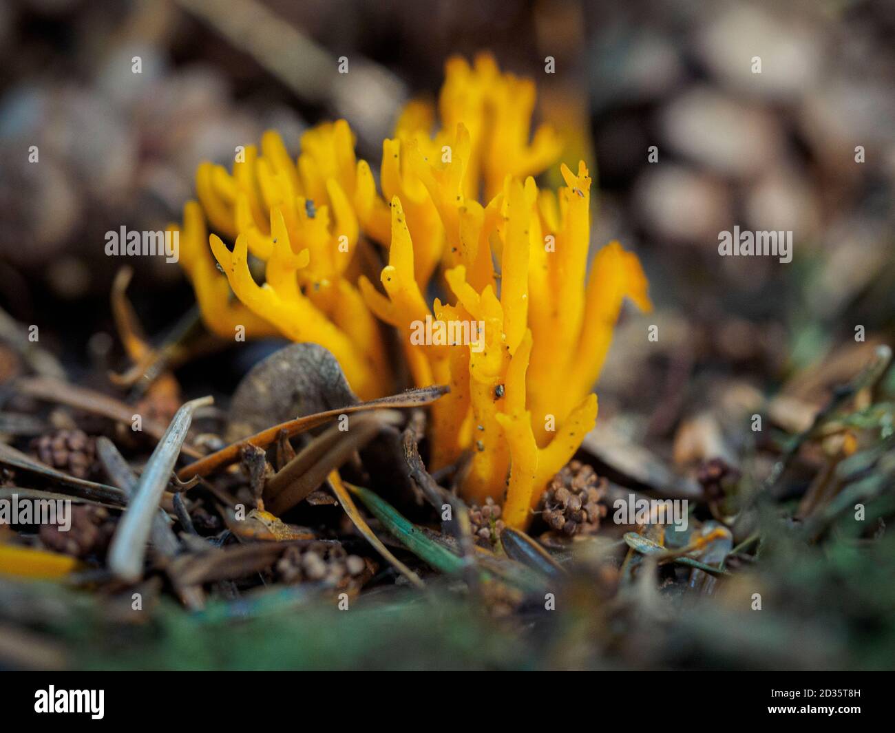 Calocera viscosa, yellow stagshorn fungus, Thetford forest, Norfolk, UK, Stock Photo
