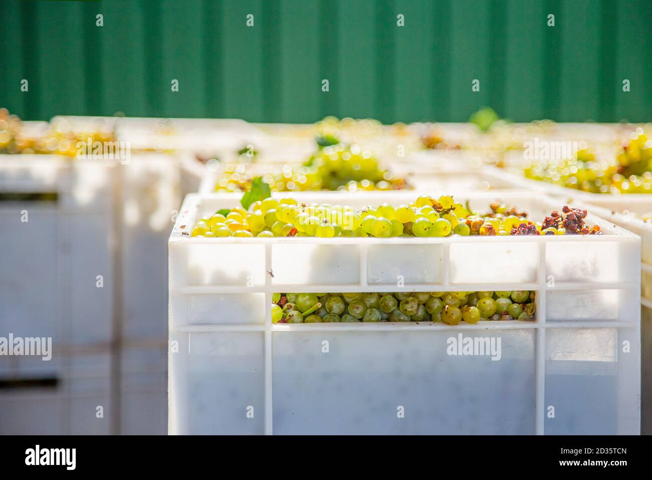 Starting Wine Making Process. Yellow grapes harvesting Fresh yellow