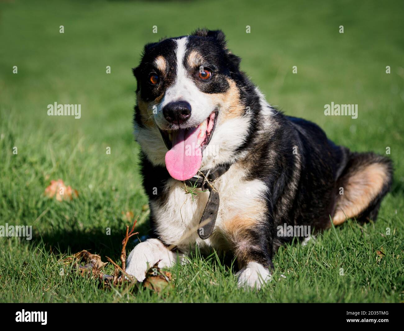 Smooth collie with a dopey expression, UK Stock Photo