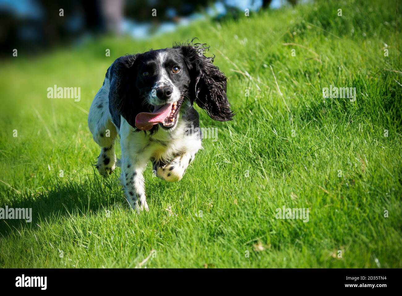 Are Cocker Spaniels Good Running Dogs