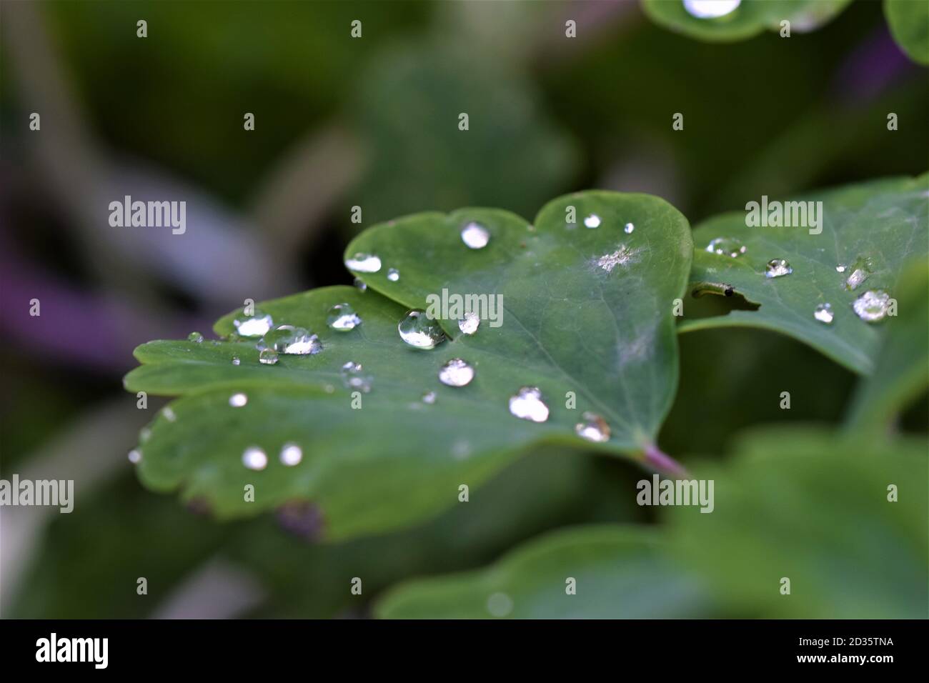 Dew drops on green leaf as close up Stock Photo