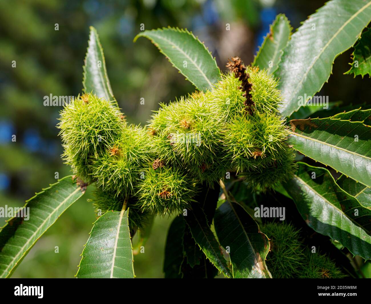 Sweet Chestnut fruit on the tree, Thetford Forest, Norfolk, UK Stock Photo