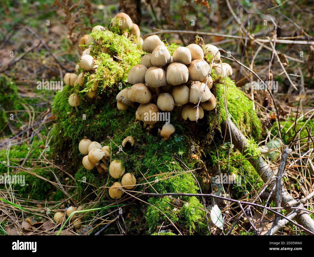Coprinellus micaceus, glistening inky caps growing on a tree stump, Thetford Forest, Norfolk, UK Stock Photo
