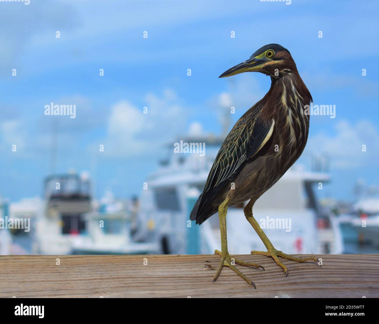 Bird in Florida at a Harbor Stock Photo