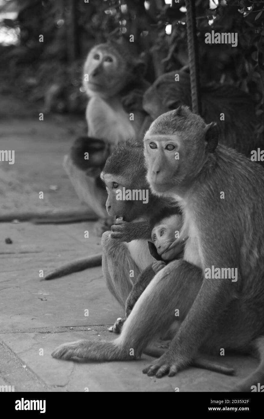 Wild Monkeys in Thailand Stock Photo