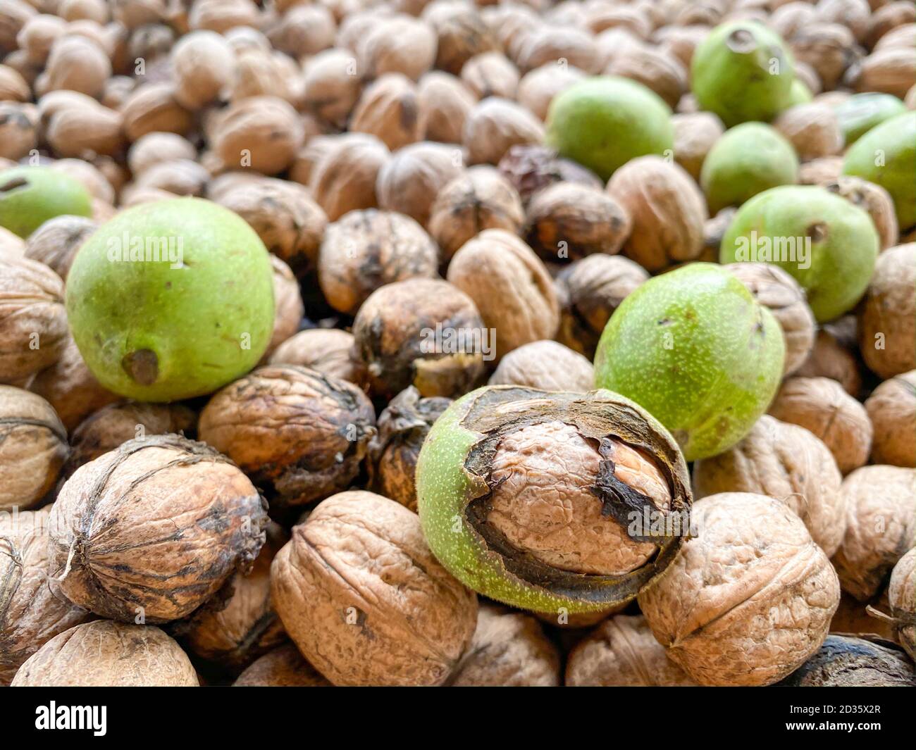 Crustacean walnut hires stock photography and images Alamy