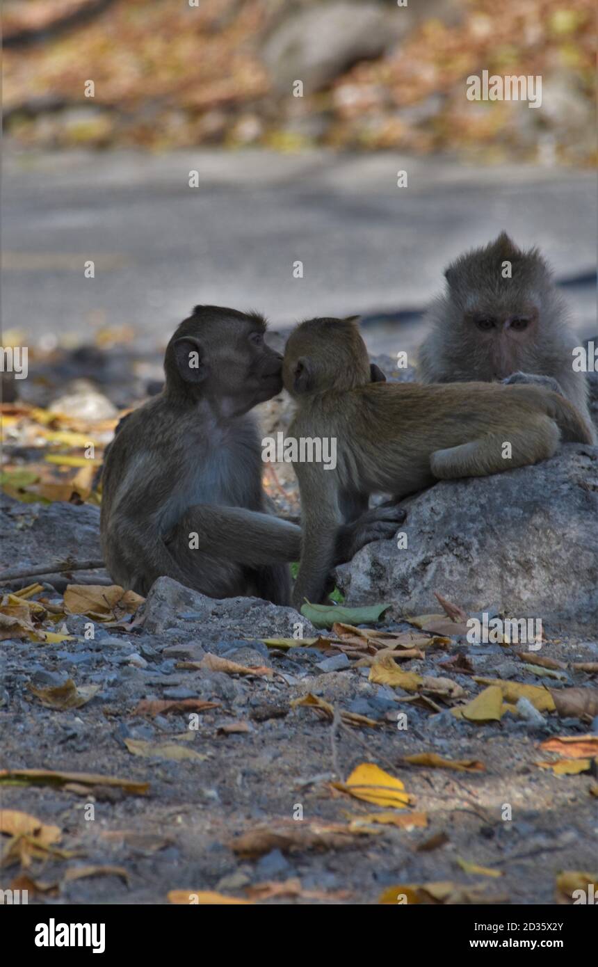 Wild Monkeys in Thailand Stock Photo