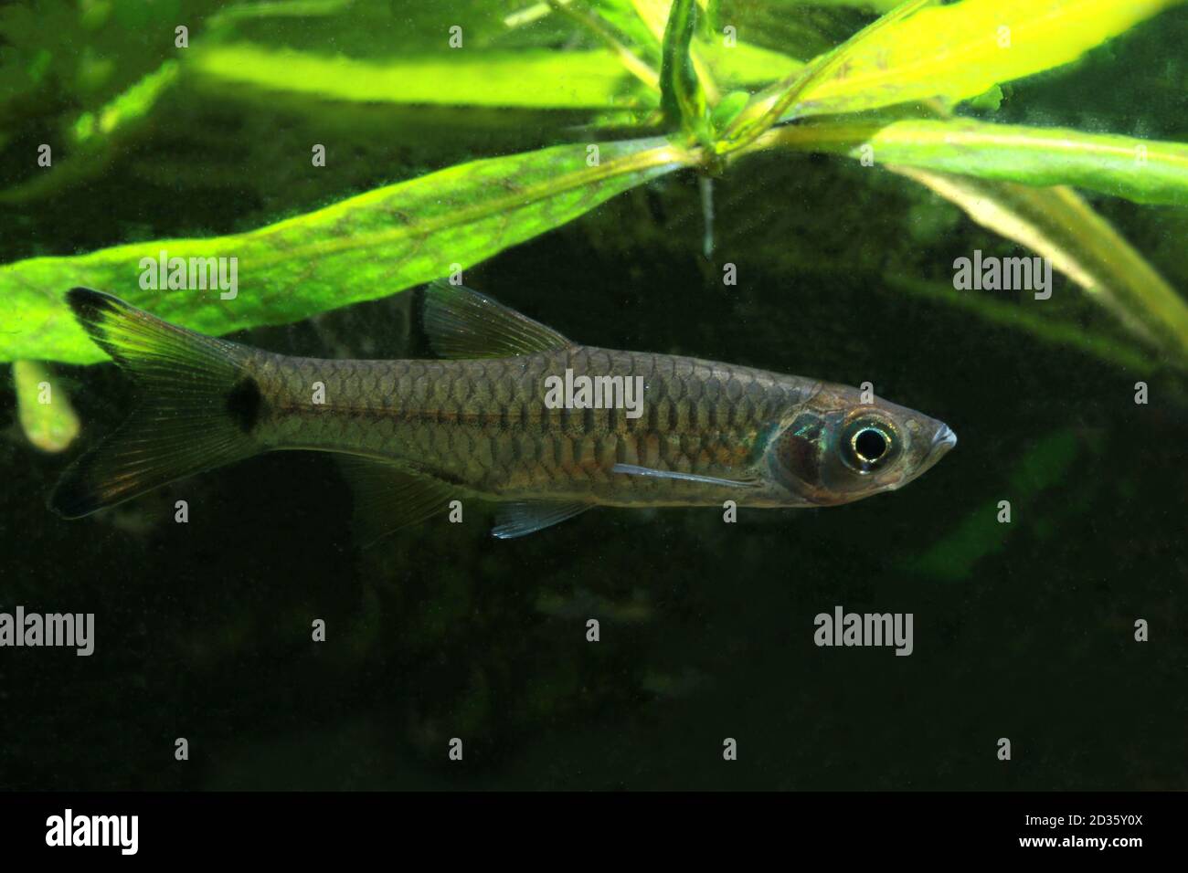 Rasbora vulgaris in Malaysian river Stock Photo