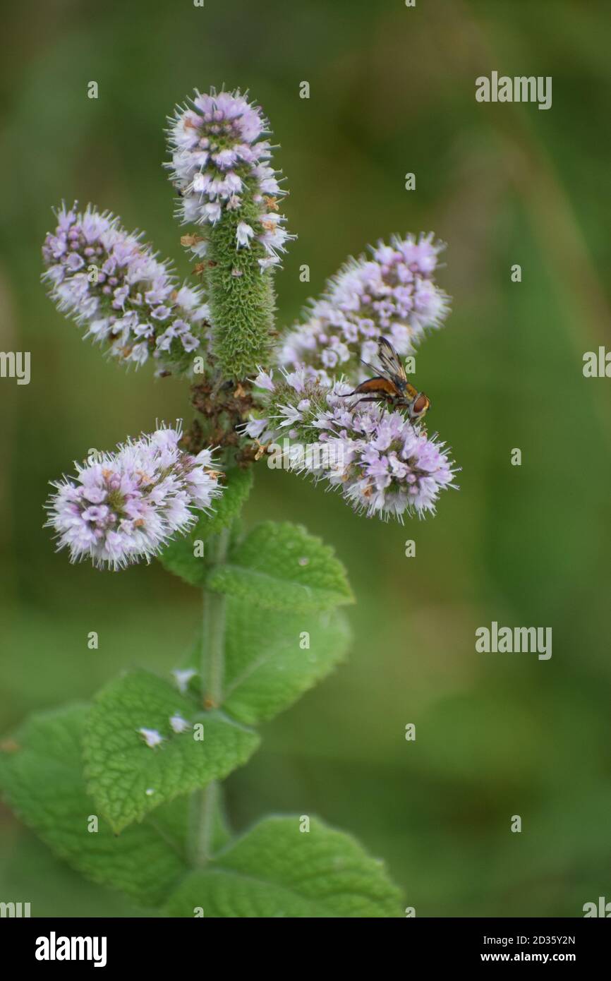 blooming mint plant Stock Photo Alamy