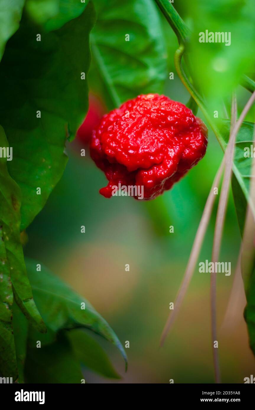 Carolina Reaper, the world's hottest pepper Stock Photo Alamy
