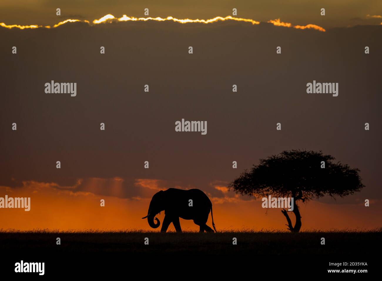 Sunset elephant hi-res stock photography and images - Alamy
