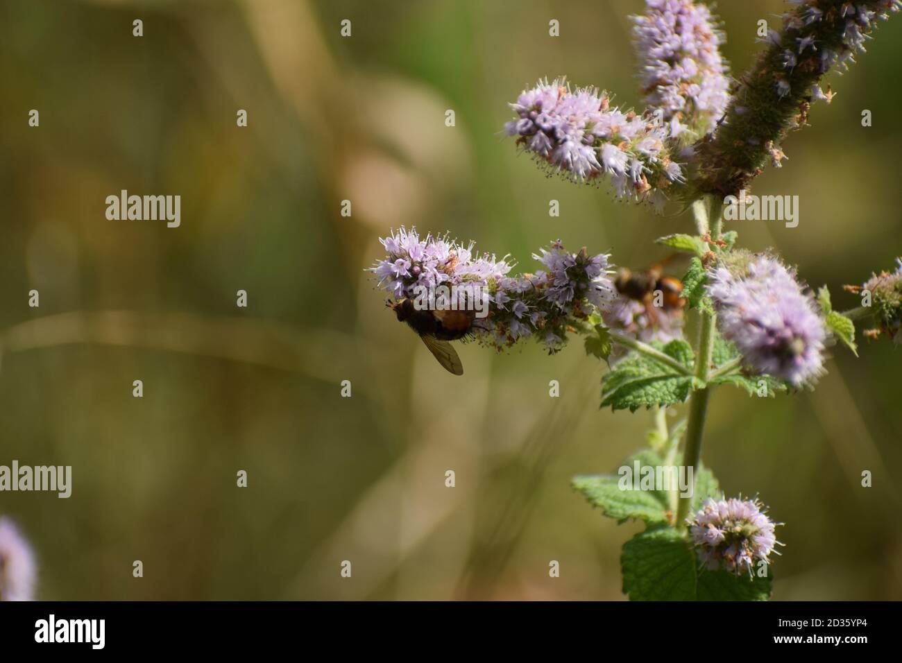 blooming mint plant Stock Photo Alamy