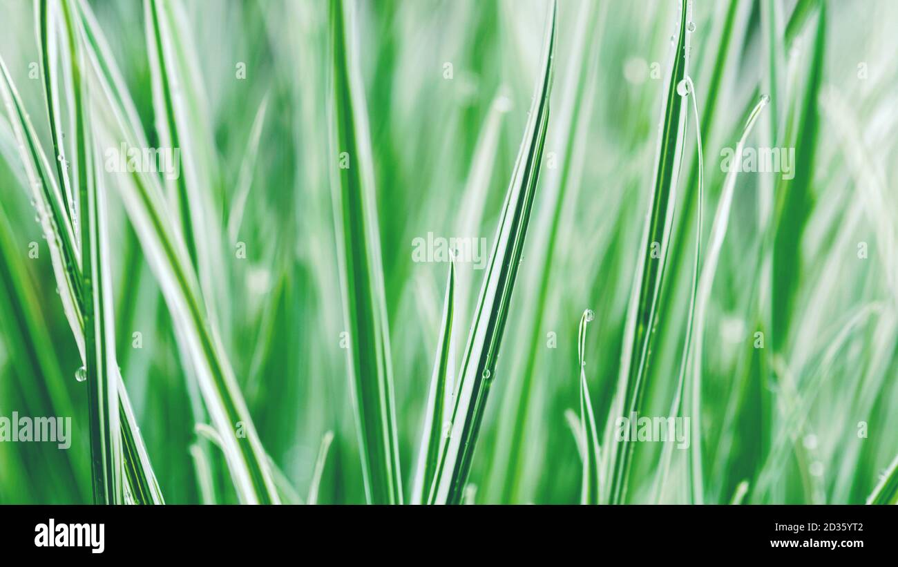 green white sedge grass (Carex Everest) background Stock Photo
