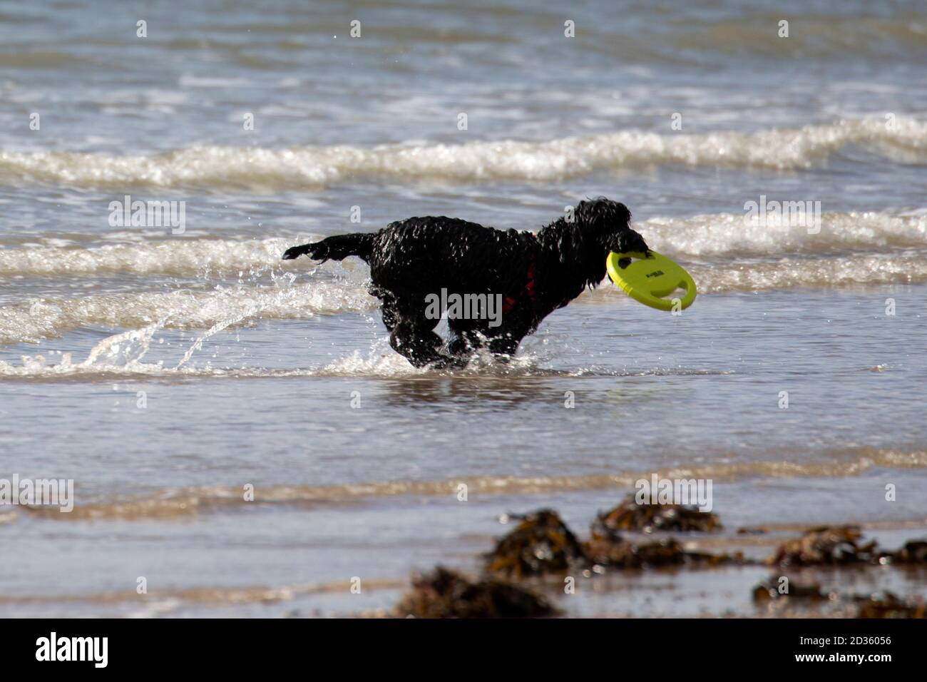 Newborough, Anglesey, North Wales, UK. UK Weather: 7th October 2020 a fine warm day on Anglesey in between weather fronts, with another rain front expected to hit the UK on Friday. A dog returning from the sea with a frisby on Newborough Beach, Anglesey © DGDImages/AlamyNews Stock Photo