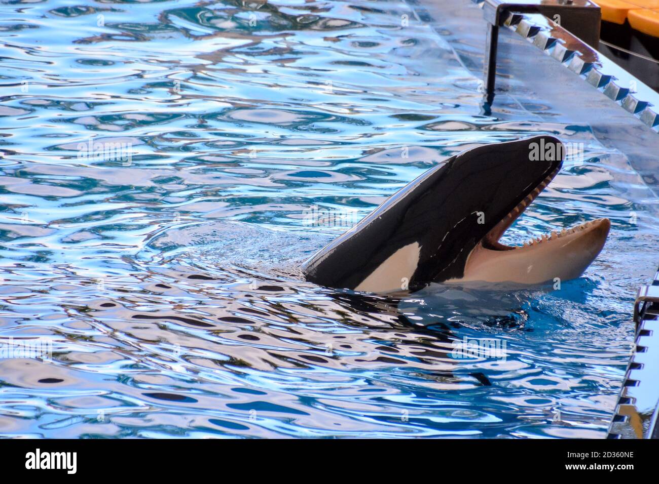 Mammal Orca Killer Whale Fish Stock Photo - Alamy